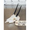 Image 4 : African Steinbok Skull Taxidermy