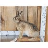Image 1 : English Hare Full Body Rabbit Taxidermy Mount