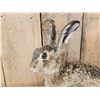 Image 2 : English Hare Full Body Rabbit Taxidermy Mount