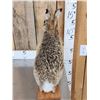 Image 3 : English Hare Full Body Rabbit Taxidermy Mount