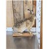 Image 4 : English Hare Full Body Rabbit Taxidermy Mount