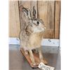 Image 5 : English Hare Full Body Rabbit Taxidermy Mount