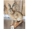 Image 6 : English Hare Full Body Rabbit Taxidermy Mount