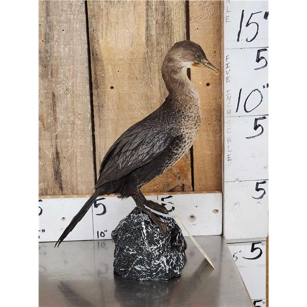 Pygmy Cormorant Full Body Bird Taxidermy