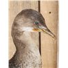 Image 2 : Pygmy Cormorant Full Body Bird Taxidermy