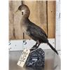 Image 4 : Pygmy Cormorant Full Body Bird Taxidermy