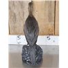 Image 5 : Pygmy Cormorant Full Body Bird Taxidermy