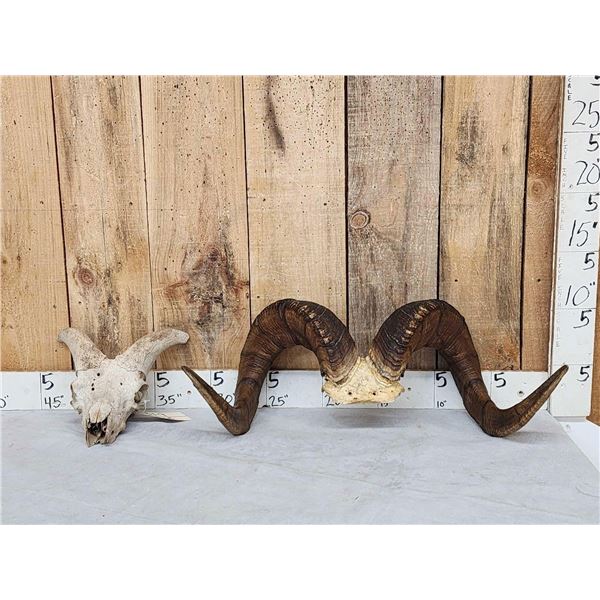 Gorgeous Stone Sheep Horns On Skull Plate Taxidermy