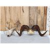 Image 1 : Gorgeous Stone Sheep Horns On Skull Plate Taxidermy