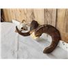 Image 2 : Gorgeous Stone Sheep Horns On Skull Plate Taxidermy