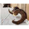 Image 3 : Gorgeous Stone Sheep Horns On Skull Plate Taxidermy