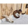 Image 5 : Gorgeous Stone Sheep Horns On Skull Plate Taxidermy