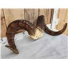 Image 6 : Gorgeous Stone Sheep Horns On Skull Plate Taxidermy