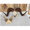 Image 7 : Gorgeous Stone Sheep Horns On Skull Plate Taxidermy