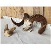 Image 8 : Gorgeous Stone Sheep Horns On Skull Plate Taxidermy
