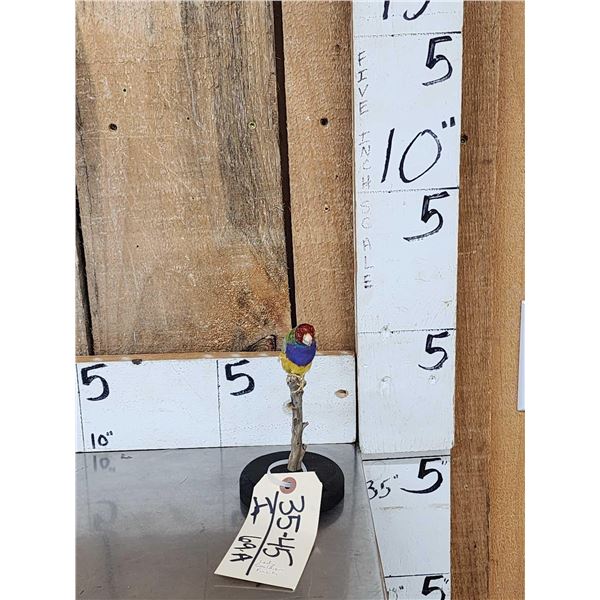 Gouldian Finch Full Body Bird Taxidermy