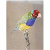 Image 2 : Gouldian Finch Full Body Bird Taxidermy