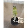 Image 3 : Gouldian Finch Full Body Bird Taxidermy
