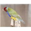 Image 4 : Gouldian Finch Full Body Bird Taxidermy