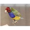 Image 5 : Gouldian Finch Full Body Bird Taxidermy