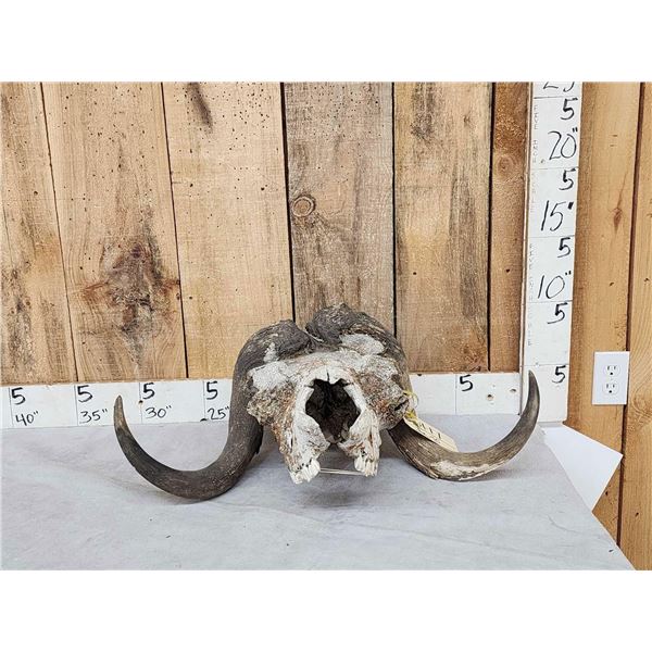 Vintage Muskox Skull Taxidermy