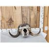 Image 1 : Vintage Muskox Skull Taxidermy