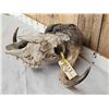 Image 2 : Vintage Muskox Skull Taxidermy