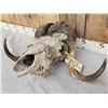 Image 3 : Vintage Muskox Skull Taxidermy
