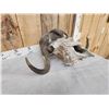 Image 4 : Vintage Muskox Skull Taxidermy