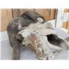 Image 5 : Vintage Muskox Skull Taxidermy