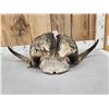 Image 6 : Vintage Muskox Skull Taxidermy