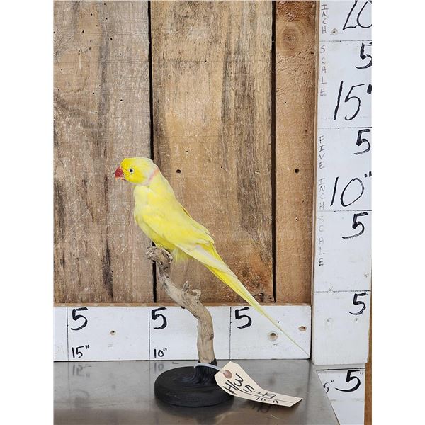 Indian Ringneck Parrot Full Body Bird Taxidermy