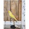 Image 1 : Indian Ringneck Parrot Full Body Bird Taxidermy