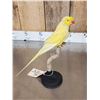 Image 3 : Indian Ringneck Parrot Full Body Bird Taxidermy