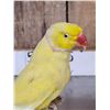 Image 4 : Indian Ringneck Parrot Full Body Bird Taxidermy