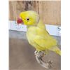 Image 5 : Indian Ringneck Parrot Full Body Bird Taxidermy
