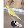 Image 6 : Indian Ringneck Parrot Full Body Bird Taxidermy