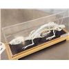 Image 4 : Comon Rat Articulated Skelton Taxidermy