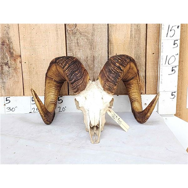 Bighorn Ram Sheep Skull Taxidermy