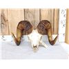 Image 1 : Bighorn Ram Sheep Skull Taxidermy