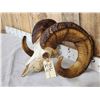 Image 2 : Bighorn Ram Sheep Skull Taxidermy
