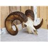 Image 3 : Bighorn Ram Sheep Skull Taxidermy