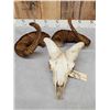 Image 4 : Bighorn Ram Sheep Skull Taxidermy