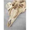 Image 5 : Bighorn Ram Sheep Skull Taxidermy
