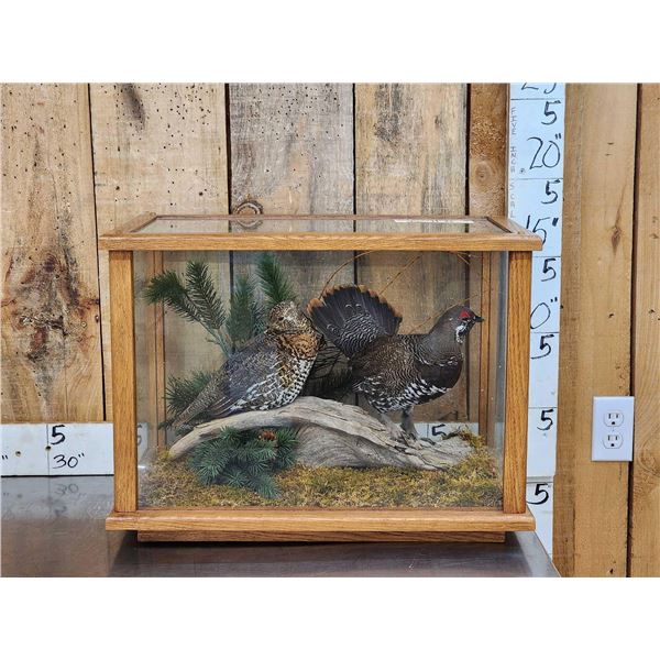 Male & Female Spruce Grouse In Glass Display Bird Taxidermy