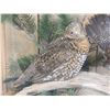 Image 3 : Male & Female Spruce Grouse In Glass Display Bird Taxidermy