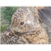Image 4 : Male & Female Spruce Grouse In Glass Display Bird Taxidermy