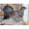 Image 5 : Male & Female Spruce Grouse In Glass Display Bird Taxidermy