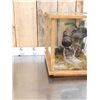 Image 7 : Male & Female Spruce Grouse In Glass Display Bird Taxidermy