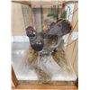 Image 8 : Male & Female Spruce Grouse In Glass Display Bird Taxidermy